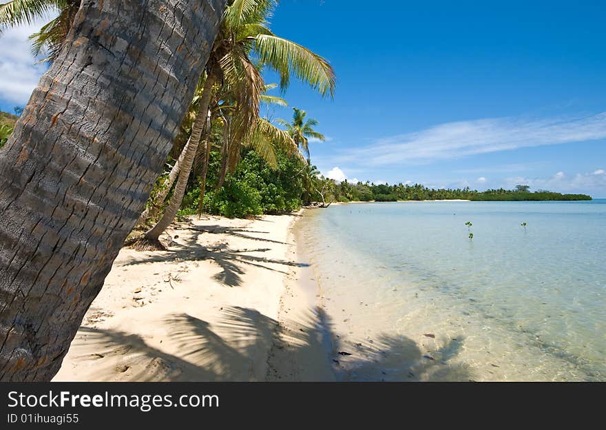 Tropical Beach And Palm Tree