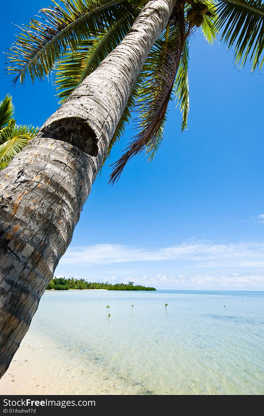 Tropical sandy beach with palm trees. Tropical sandy beach with palm trees