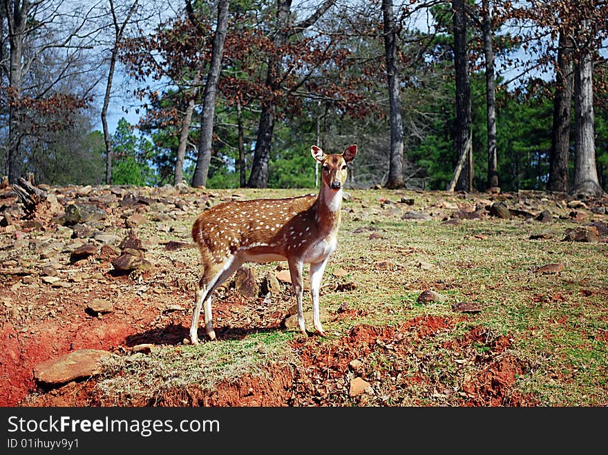 This doe climbs a small hill to look around. This doe climbs a small hill to look around.