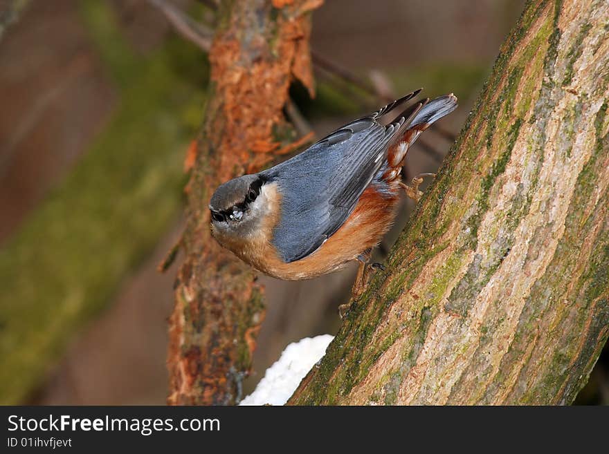 Small songbird which is able climb with head down. Small songbird which is able climb with head down