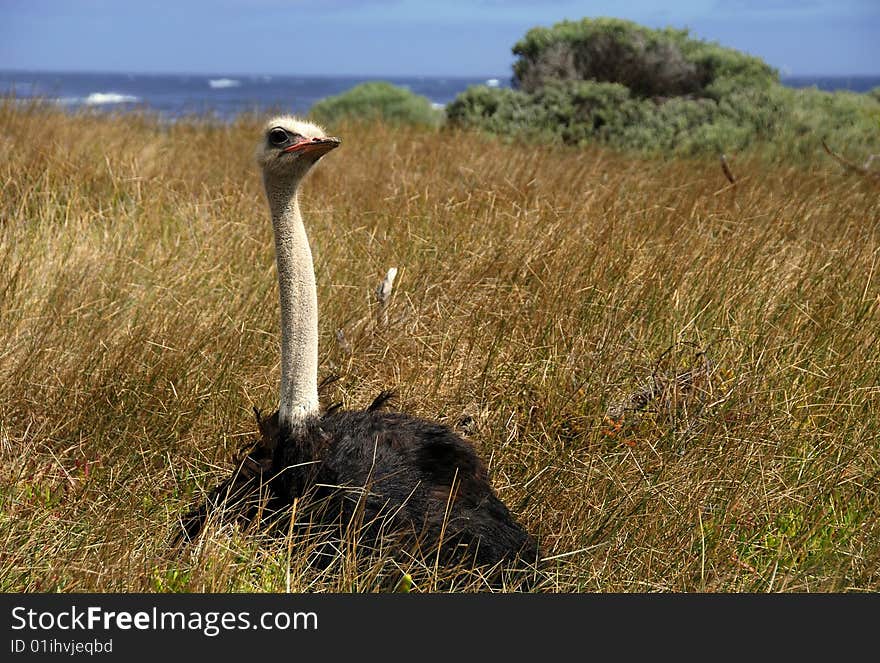 wild ostrich at cape of good hope,south africa