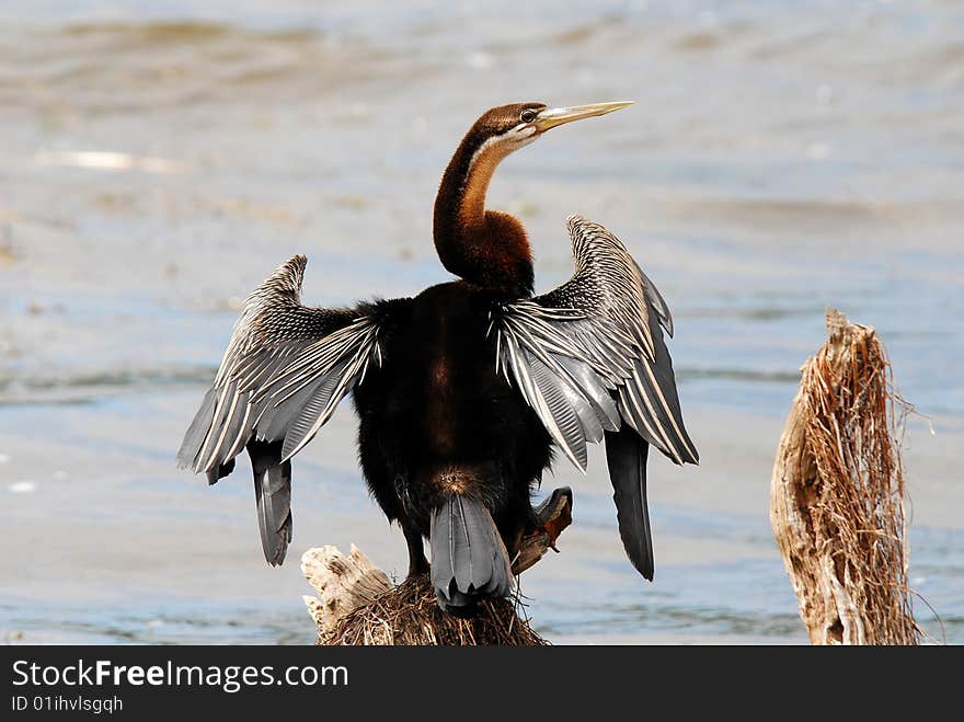 anhinga rust-colored