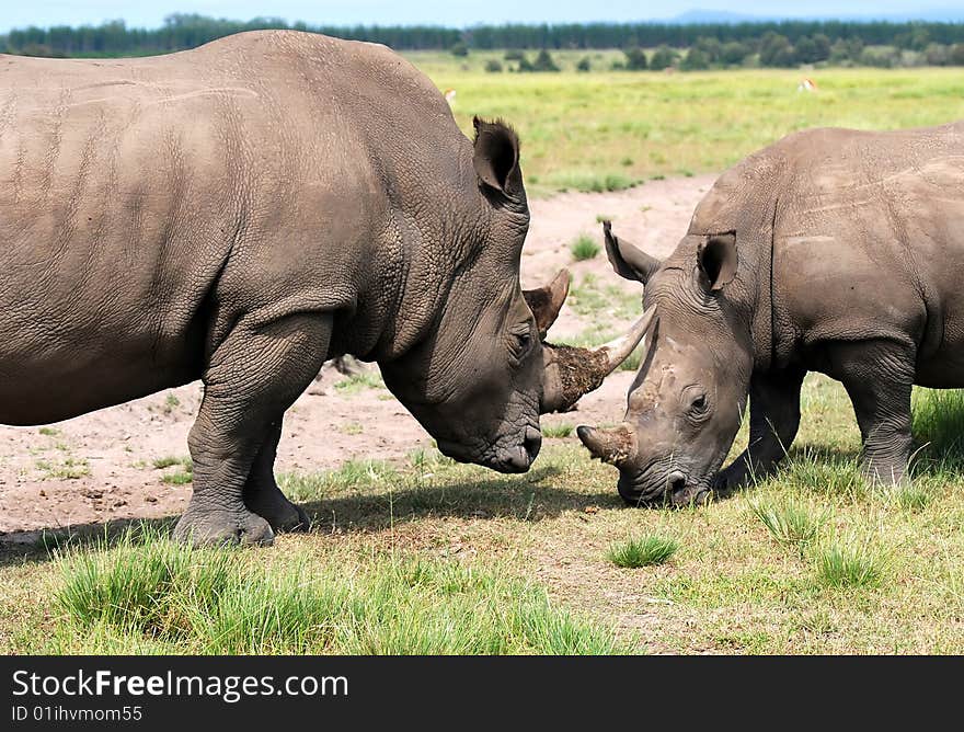 white rhinoceros