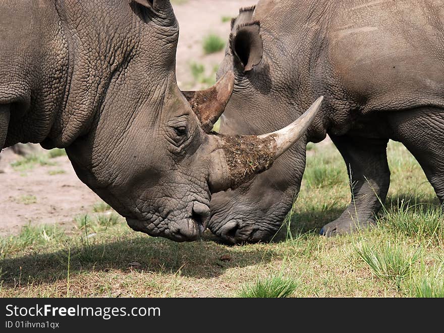 white rhinoceros is larger than the black rhino.It can reach speeds of up to 40 km/h.