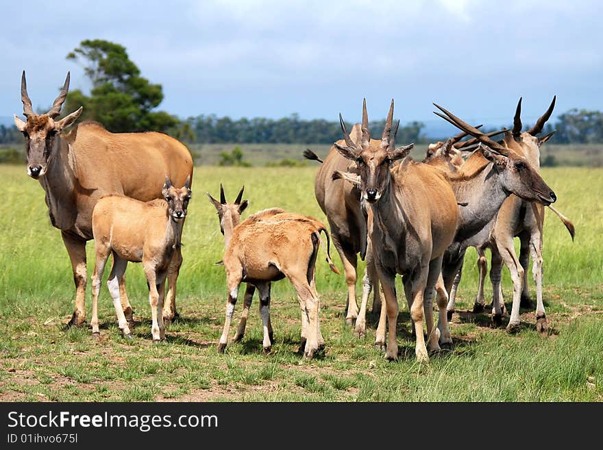 herd of eland antelope