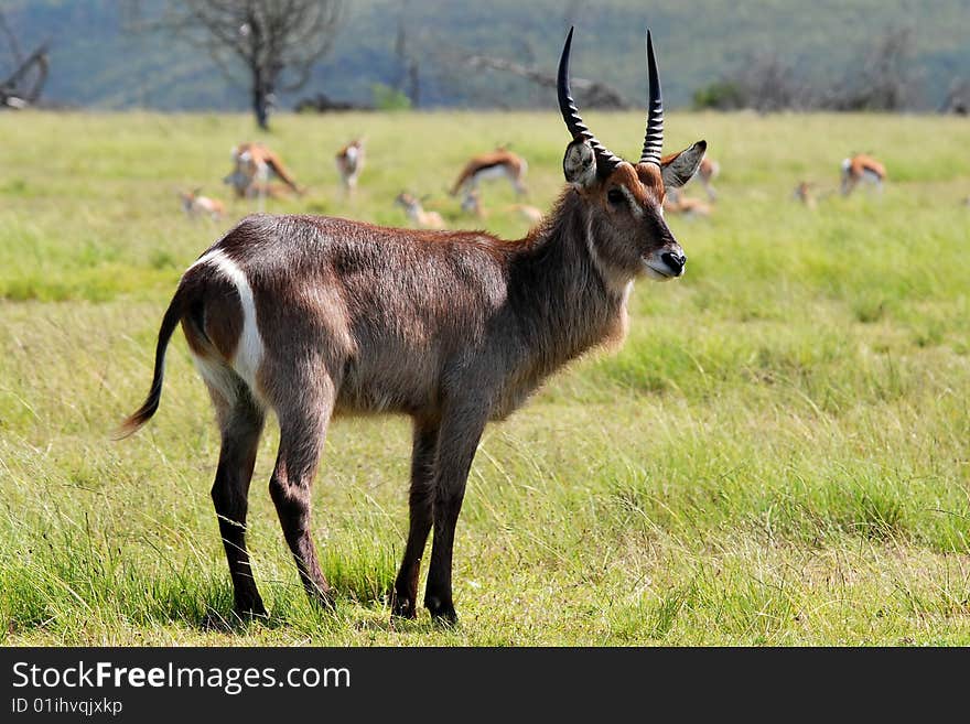 Waterbuck