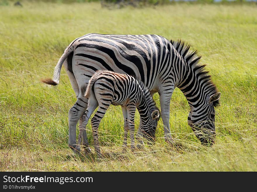 Burchell s zebra with calf