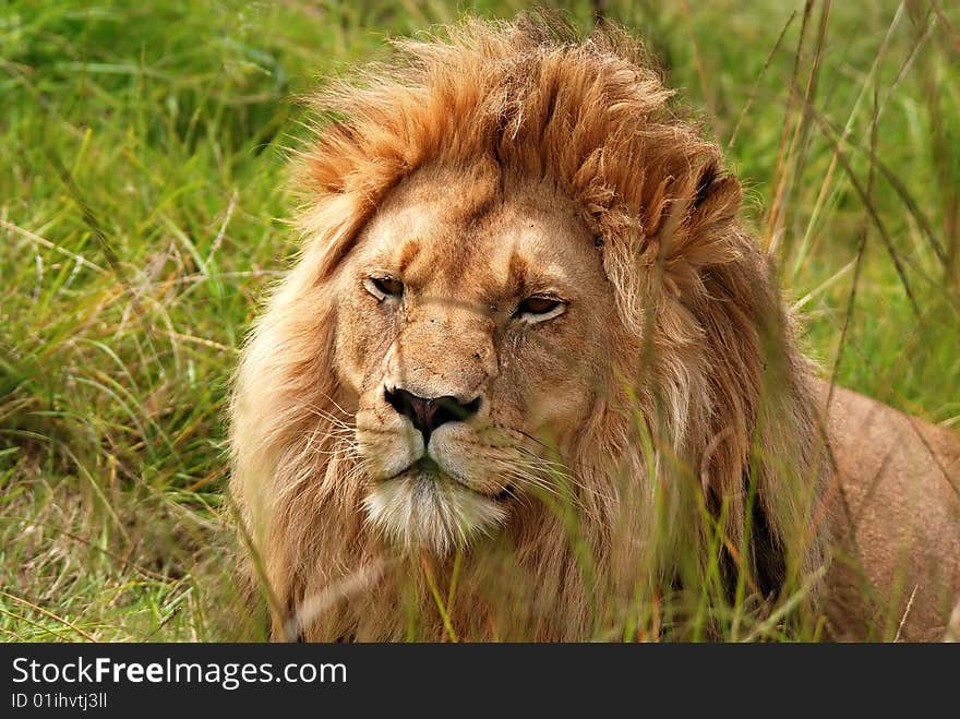 Resting Lion In Bush