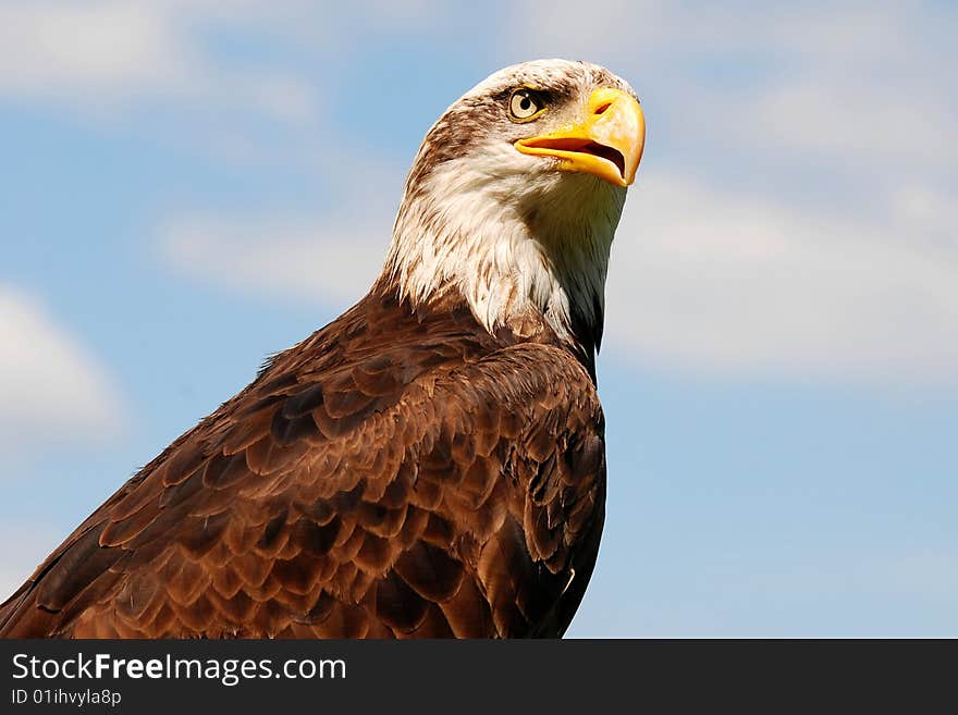 bald eagle portrait