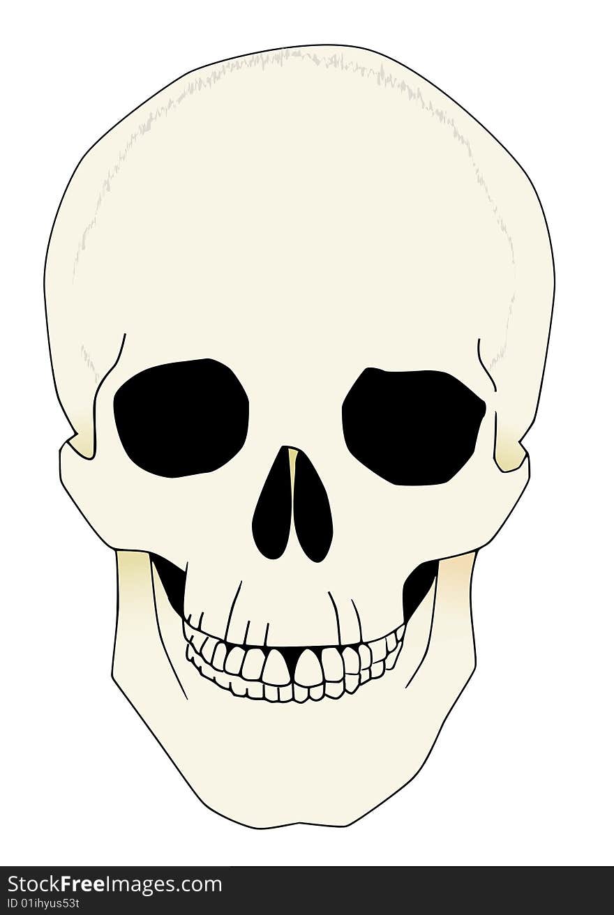 Anatomical illustration of a human skull. Anatomical illustration of a human skull