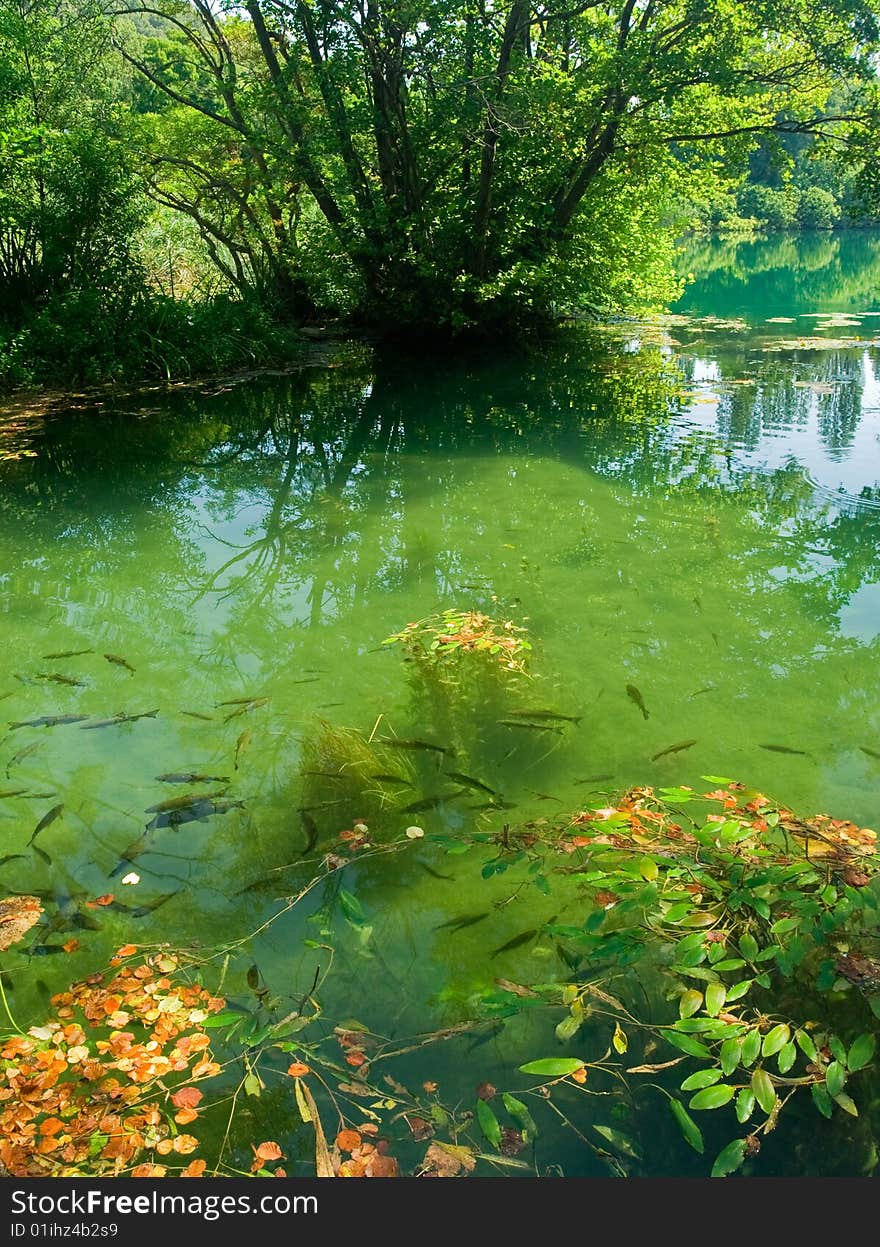 Trouts swimming in forest river, Croatia