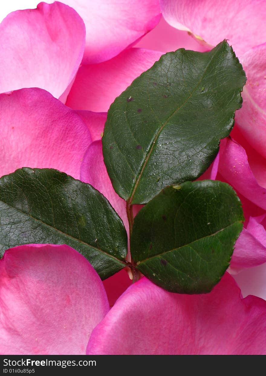 Petals and leaves