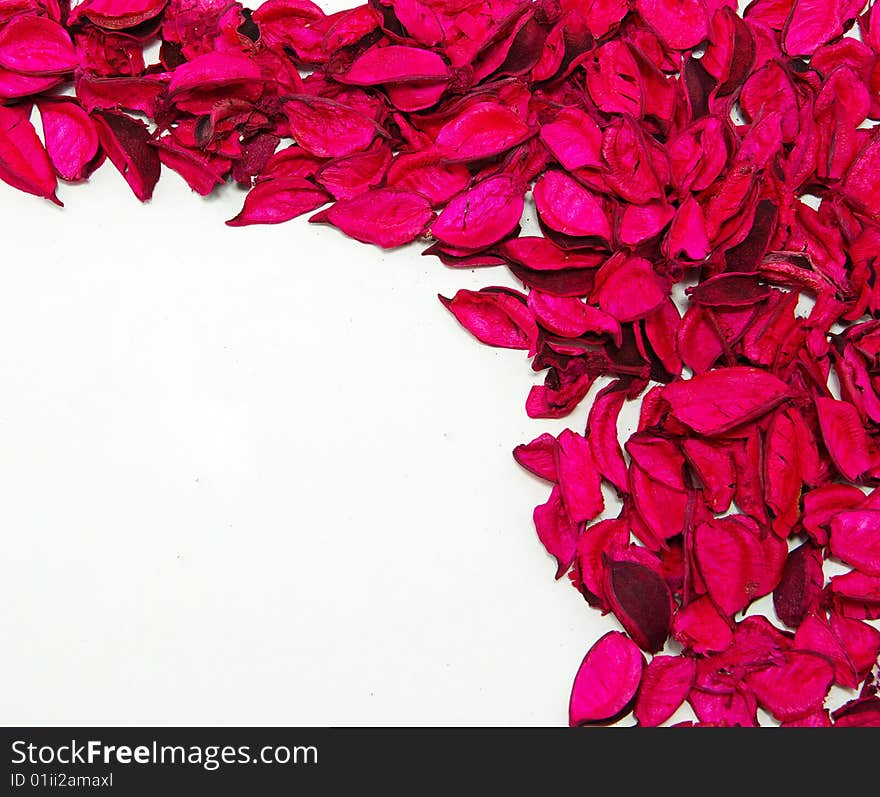 Beautiful red roses on a white background. Beautiful red roses on a white background