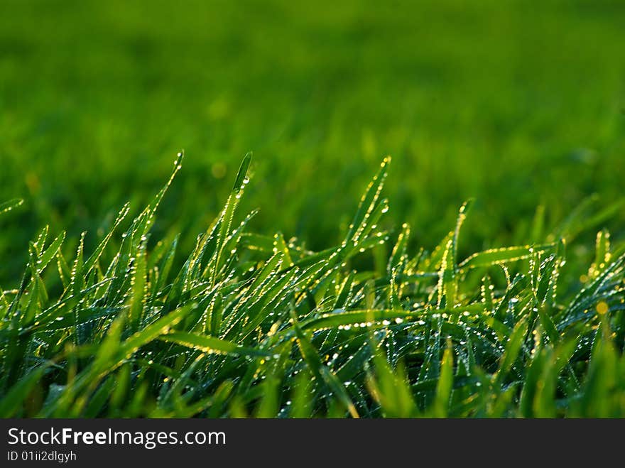 Background green lawn freshly mowed