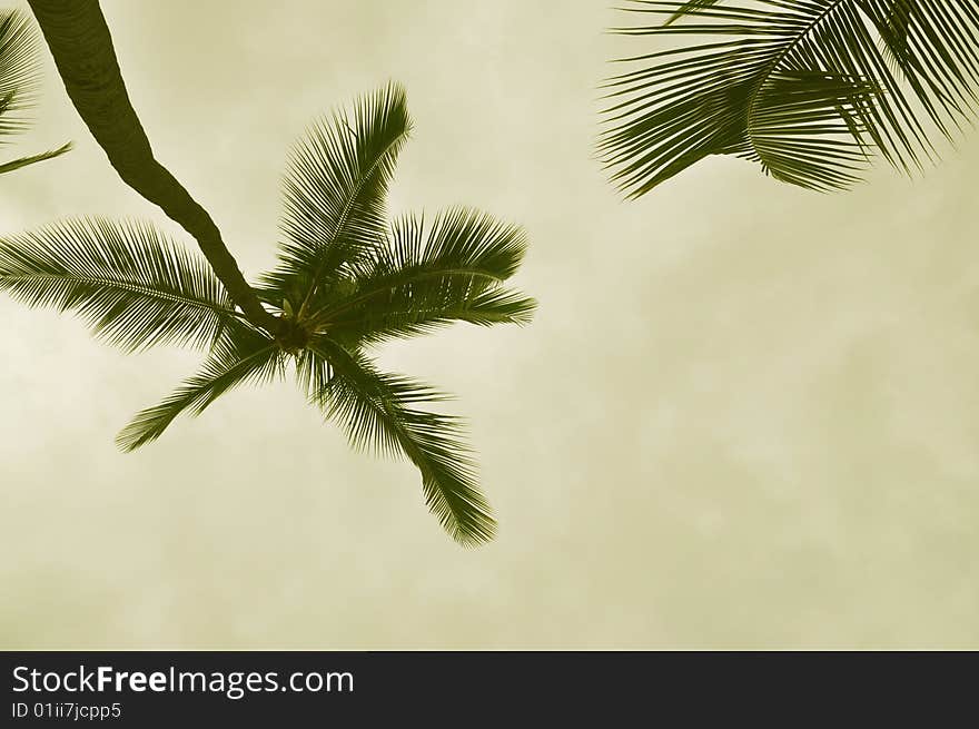 Sepia toned palm tree with space for text. Sepia toned palm tree with space for text.