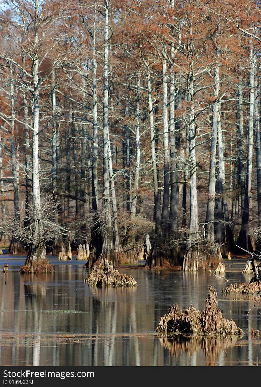 Cypress Swamp