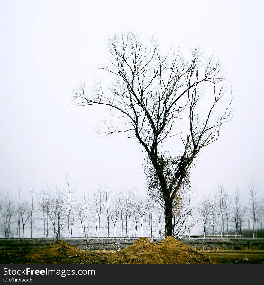 Isolated trees in the wilderness autumn sky