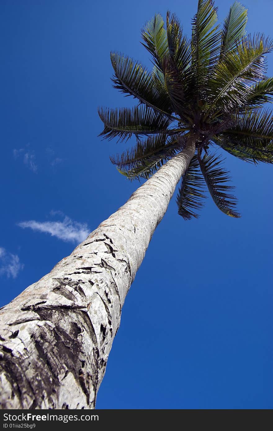 Palm tree reaching towards a bright blue sky. Palm tree reaching towards a bright blue sky