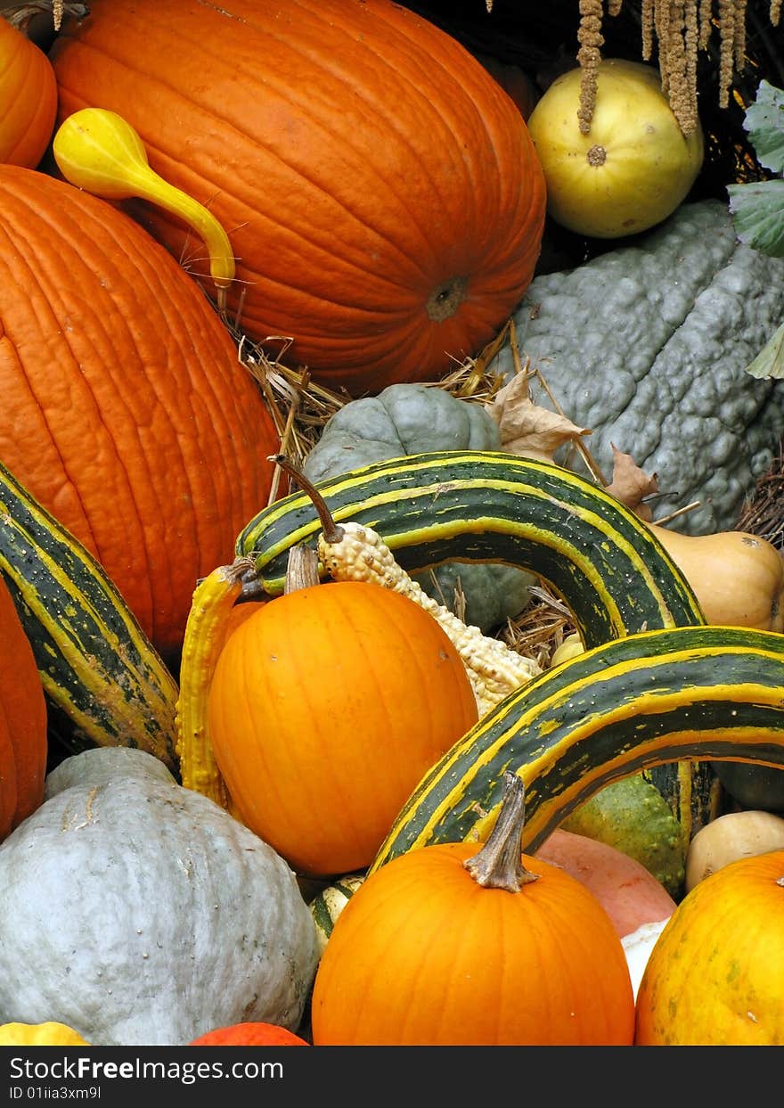 Close-up of a variety of squash