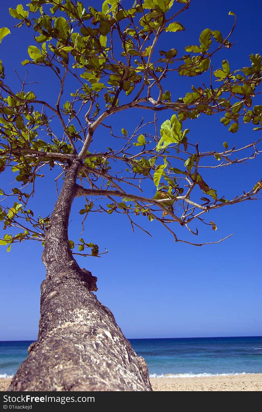 Tropical Tree Reaches for blue sky