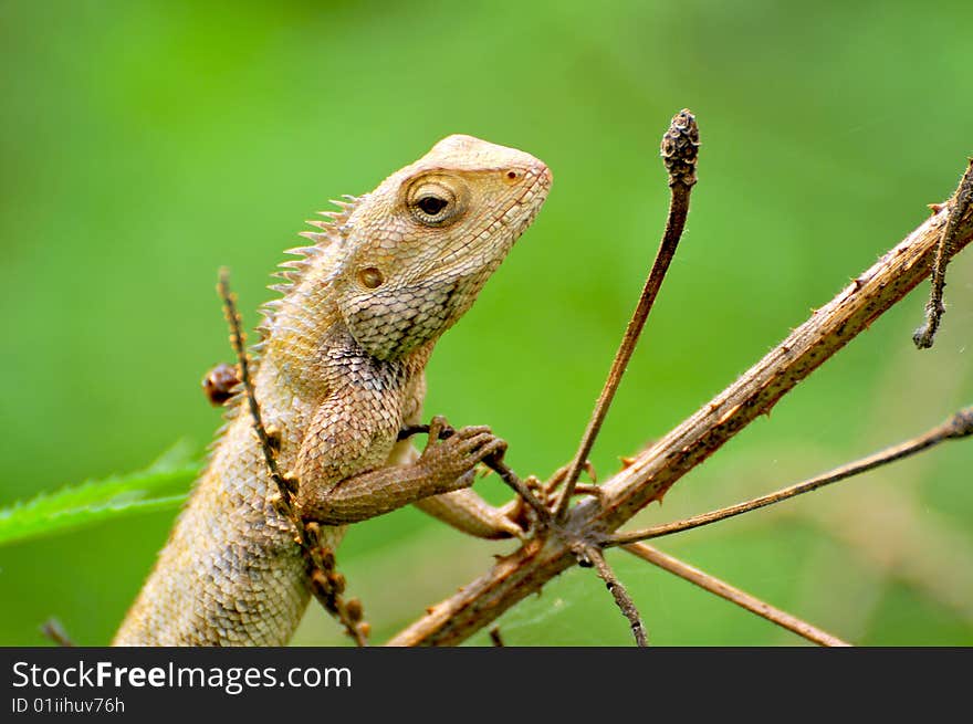 Chameleon sticking to thorny branch.