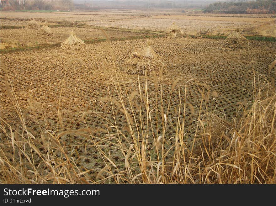 Field After Harvest