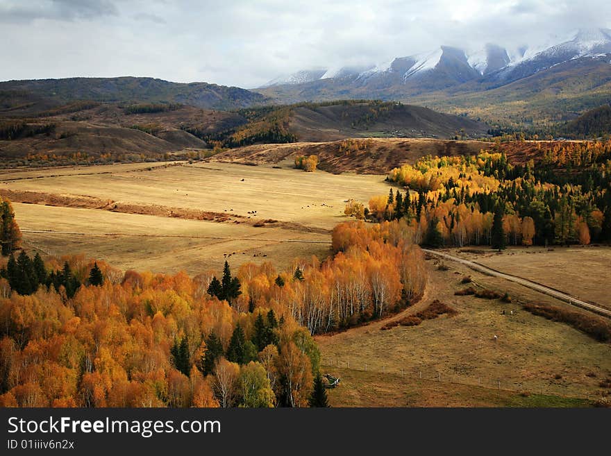 An image of autumn tree on a mountains. autumn theme. An image of autumn tree on a mountains. autumn theme