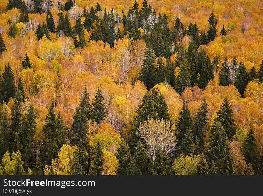 Autumn forest landscape from xinjiang,china