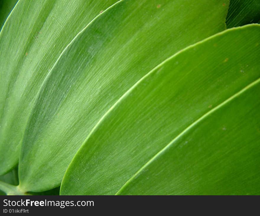 Green leaf pattern