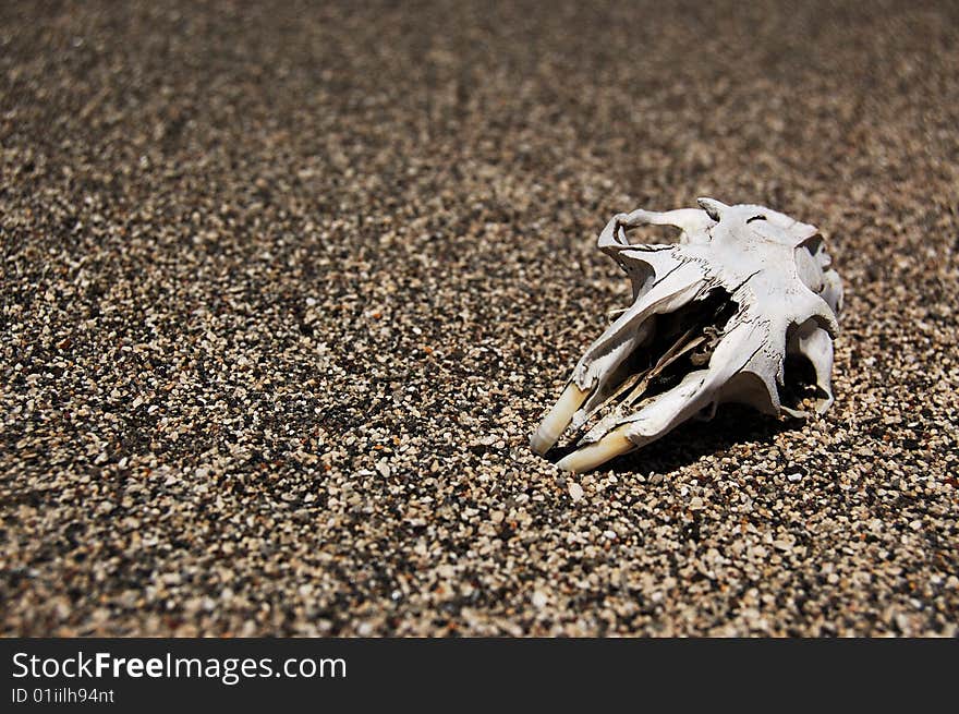 A skull of marmot on sand. A skull of marmot on sand