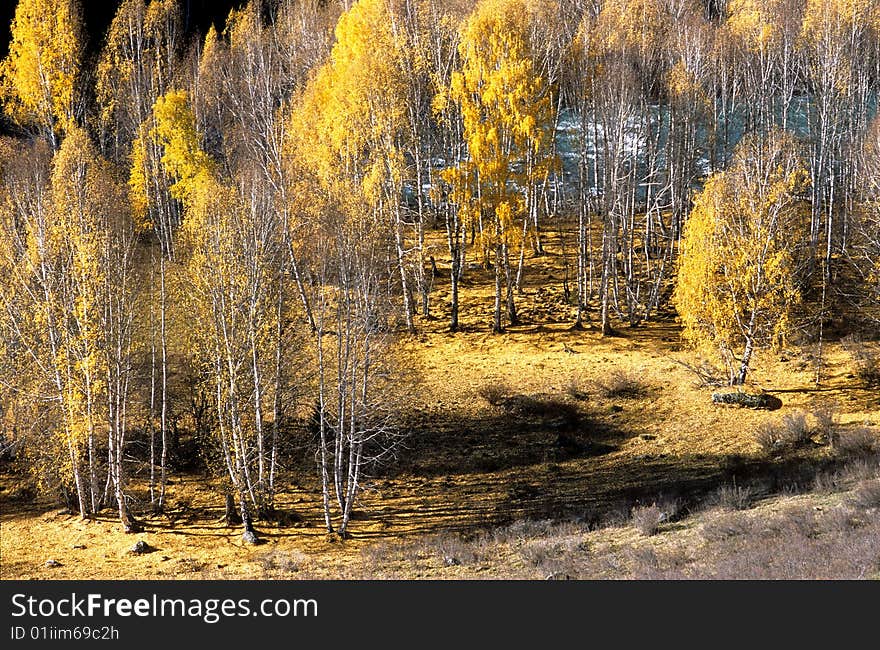 China/Xinjiang: Fall color of riverside