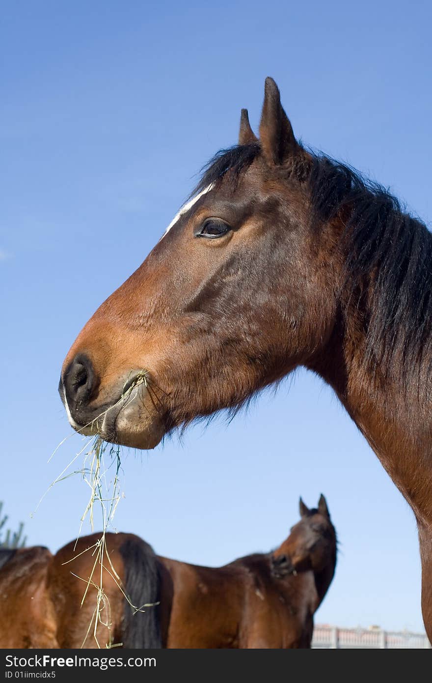 Brown Horse And Herd In Backgro