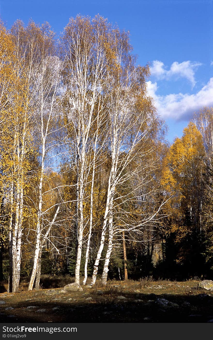 China/Xinjiang: Birches and blue sky