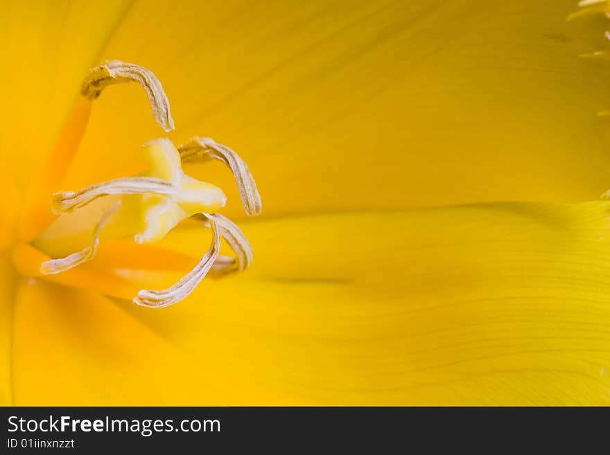 Stock photo: an image of a beautiful  yellow tulip closeup. Stock photo: an image of a beautiful  yellow tulip closeup