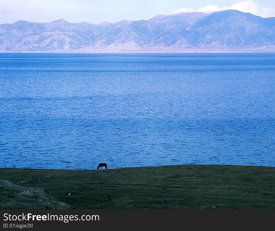 A horse is eating grass beside the Sailimu lake. A horse is eating grass beside the Sailimu lake