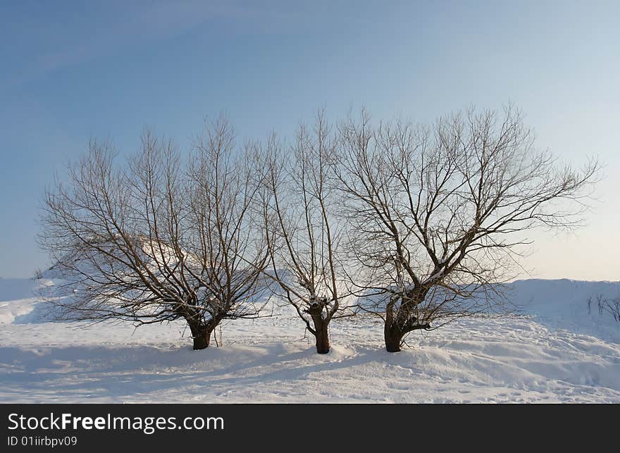 Winter landscape with couple of trees in wilderness