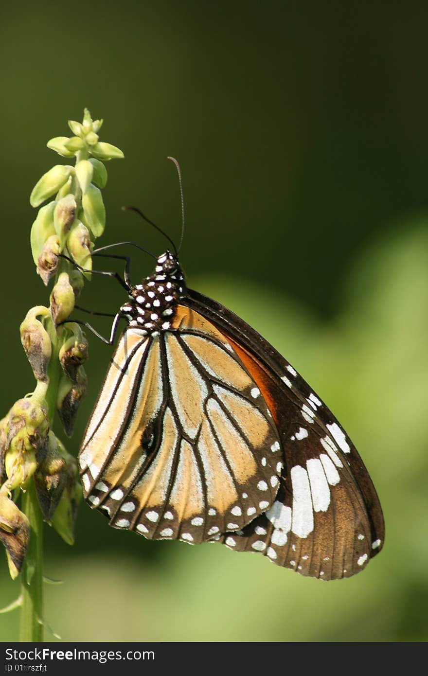 Colorful butterfly on the leaves. Colorful butterfly on the leaves