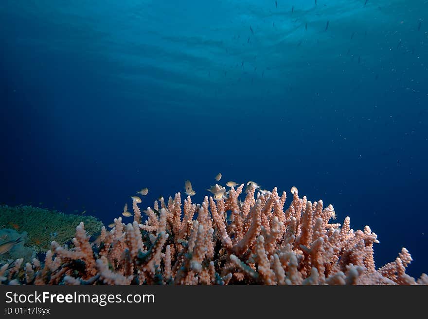 Coral and fish taken in the red sea.