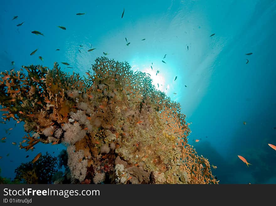 Coral and fish taken in the red sea.