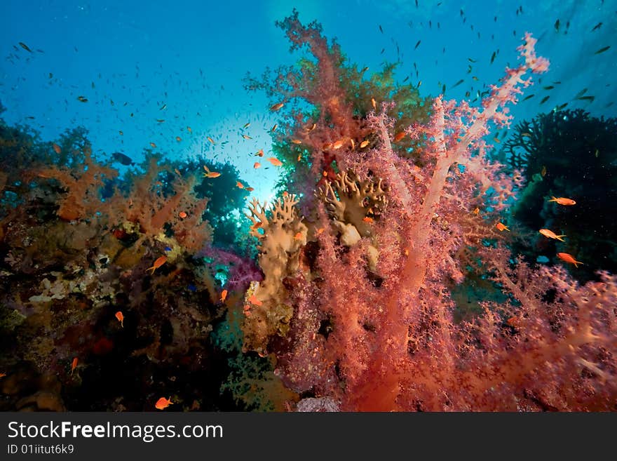 Coral and fish taken in the red sea.