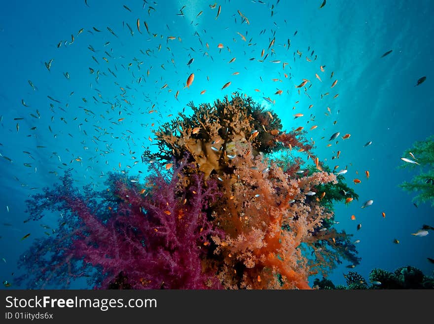 Coral and fish taken in the red sea.