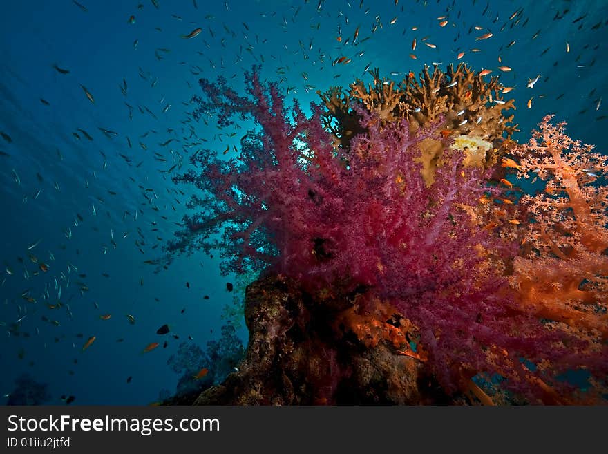 Coral and fish taken in the red sea.