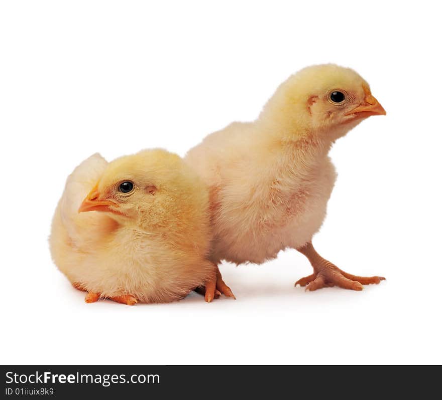 Two chickens who are represented on a white background