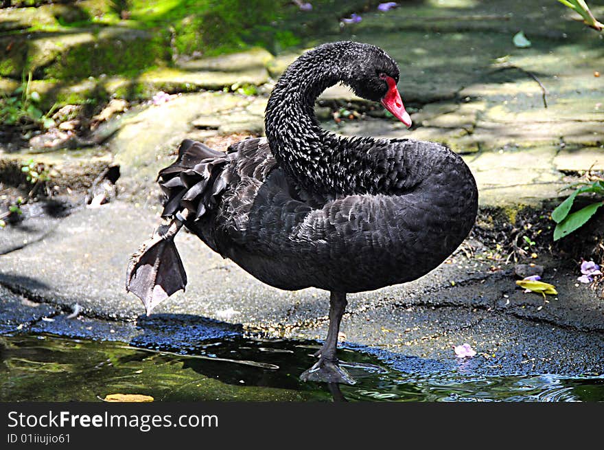 Black swan