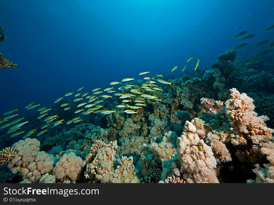 Coral and fish taken in the red sea.