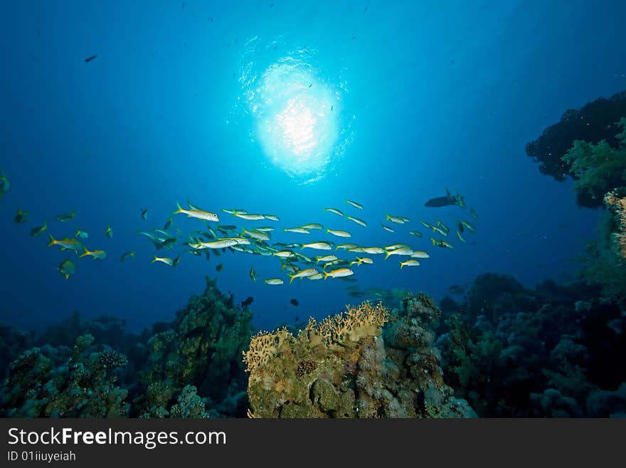 Ocean,sun and fish taken in the red sea.