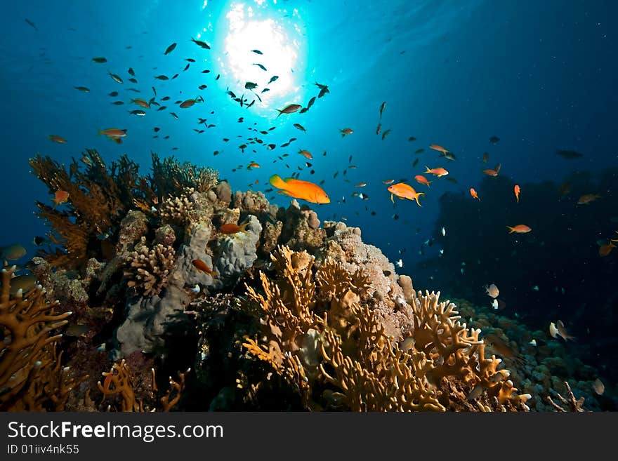 Ocean,sun and fish taken in the red sea.