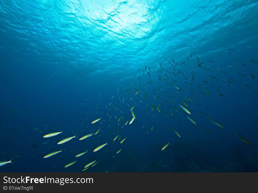 Ocean,sun and fish taken in the red sea.