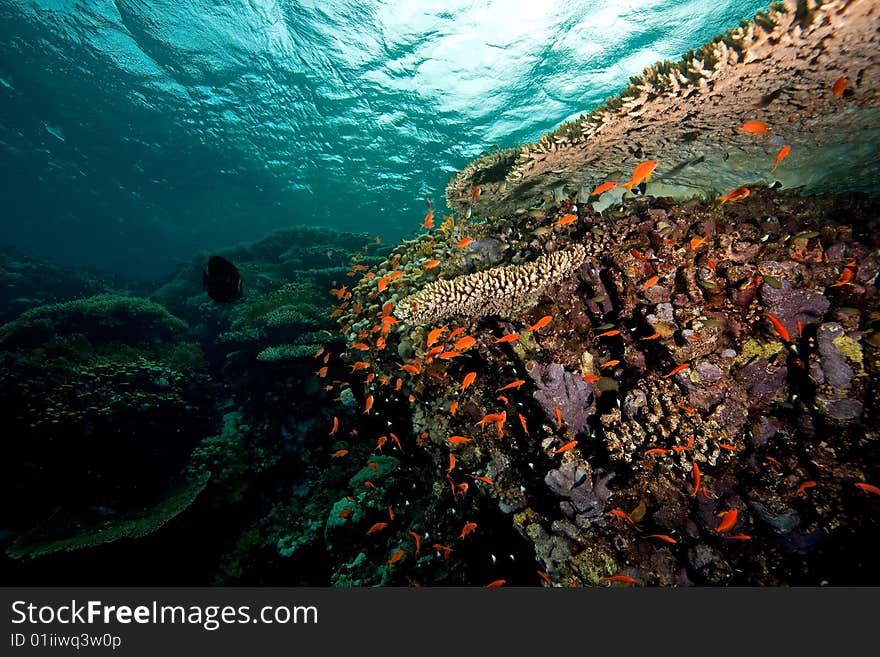 Coral and fish taken in the red sea.