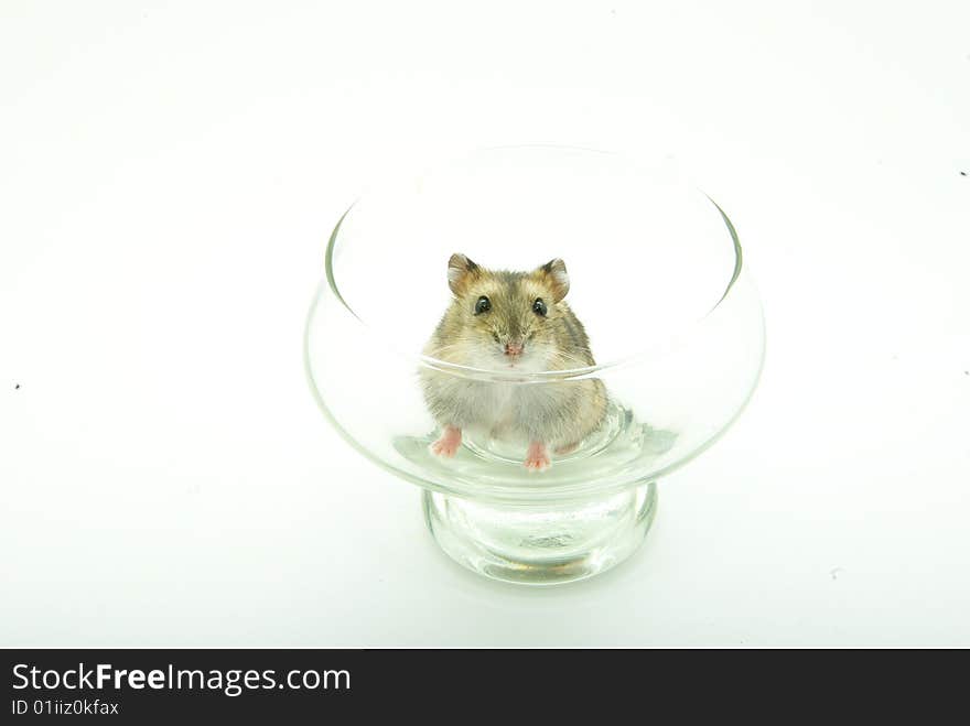 Hamster